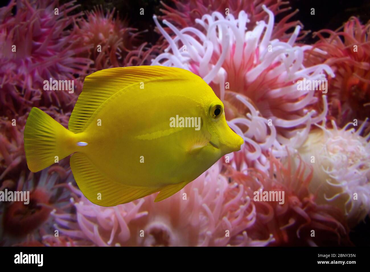Gros plan d'un poisson Tang jaune (Zebrasoma flavescens) avec de l'anémone rose en arrière-plan. Banque D'Images