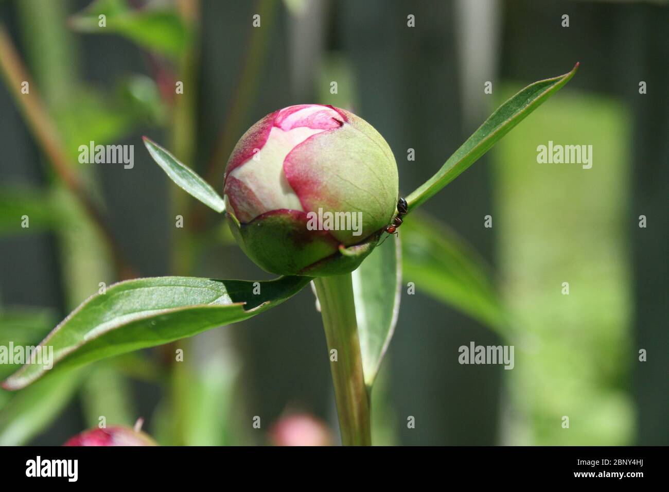 Fourmis sur les bourgeons de pivoine rose. Banque D'Images