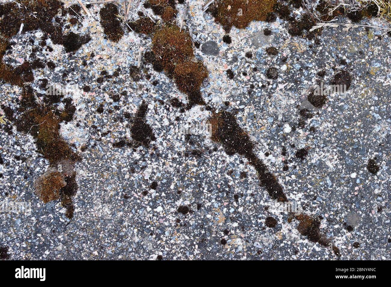 Arrière-plan. Mousse brune sur une ancienne dalle de granit gris Banque D'Images
