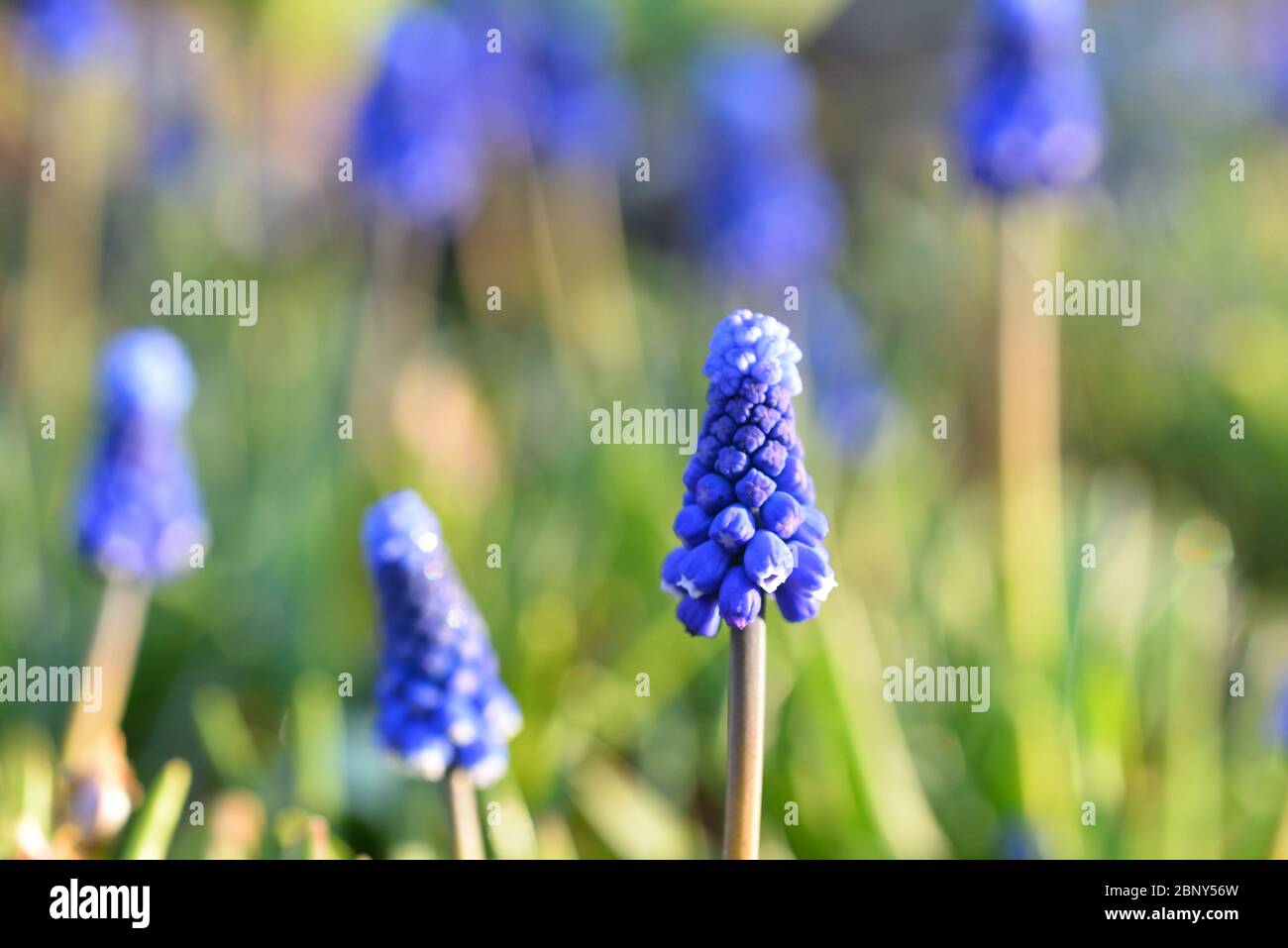 Arrière-plan. Muscari fleurs au printemps illuminées par le soleil au coucher du soleil Banque D'Images