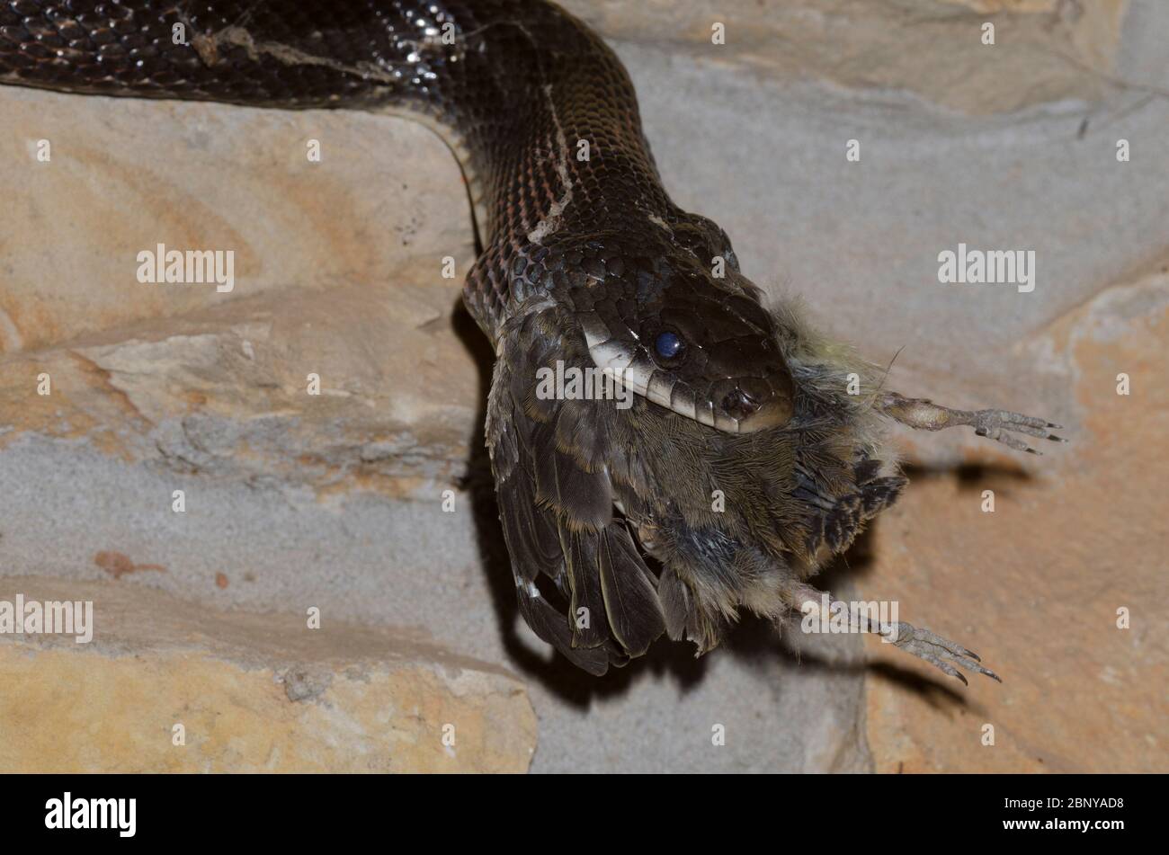 Serpent de rat noir, Pantherophis obsoletus, raiding Eastern Phoebe, Sayornis phoebe, nichent et consomment des poussins Banque D'Images