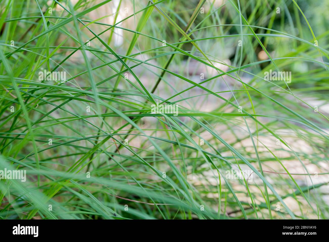 Herbe de kangourou jeune (Themeda triandra) également connu dans d'autres pays comme herbe rouge et herbe d'avoine rouge ou comme rooigras. Banque D'Images