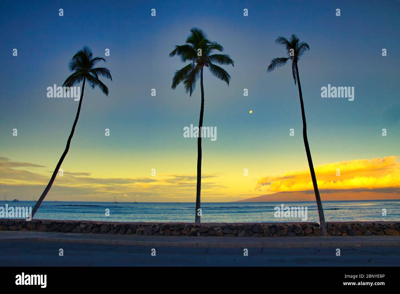 Trois palmiers au coucher du soleil avec la lune sur Maui avec Lanai au loin. Banque D'Images