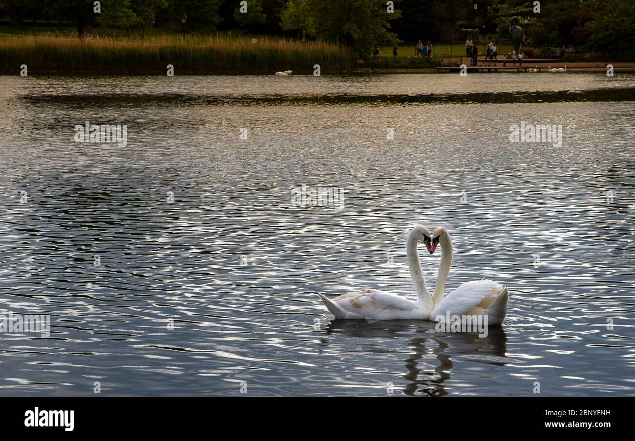 Londres, Royaume-Uni. 16 mai 2020. Des cygnes sont vus dans un lac à Londres le 16 mai 2020, le premier week-end après que le Premier ministre britannique Boris Johnson a dévoilé une feuille de route pour la sortie de l'isolement cellulaire le 10 mai. Credit: Han Yan/Xinhua/Alay Live News Banque D'Images