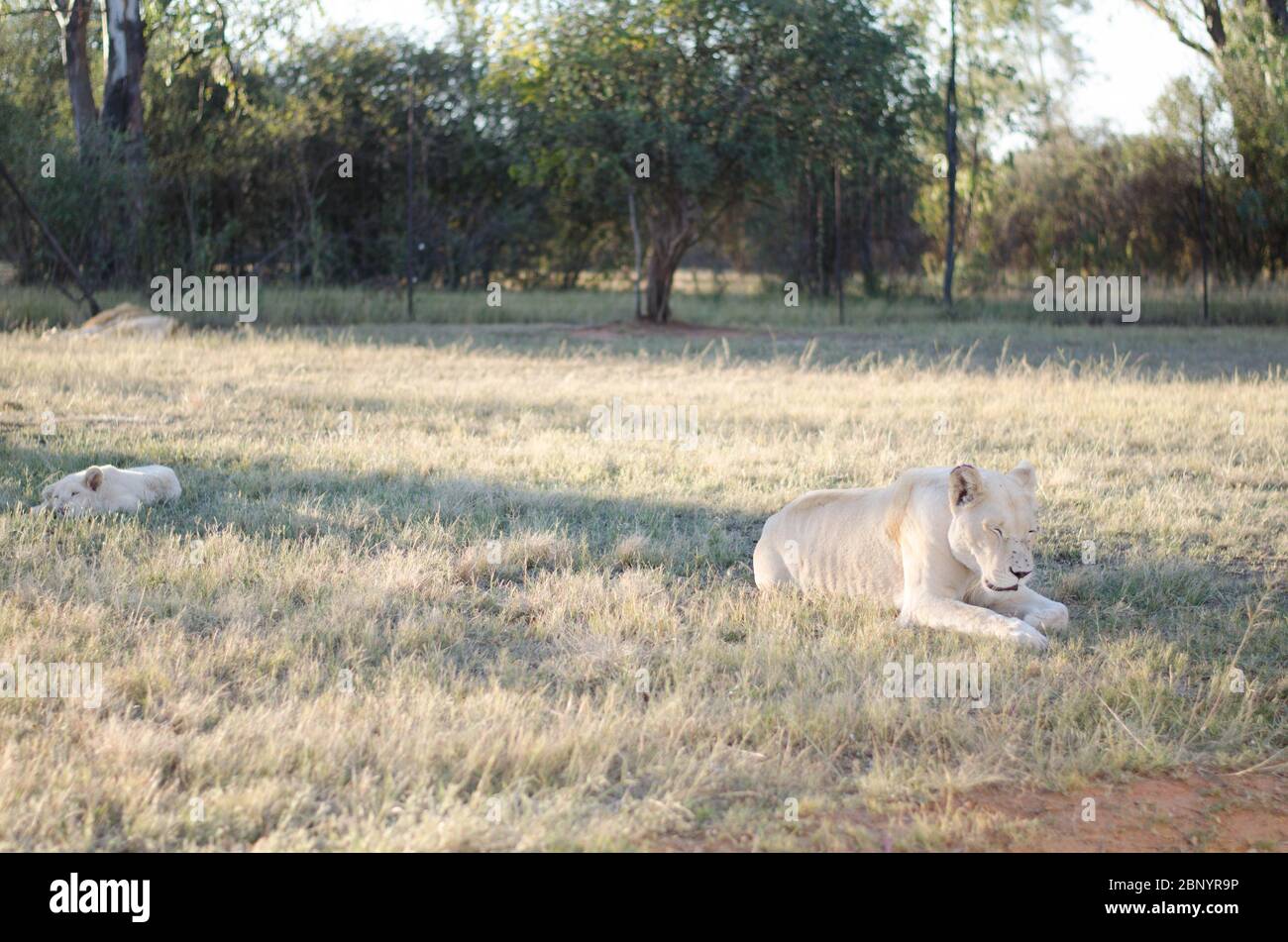 Un groupe détendu d'une lionne et d'un lion cub dans le dos avec une savane dans un centre de préservation à Johannesburg, en Afrique du Sud. Banque D'Images