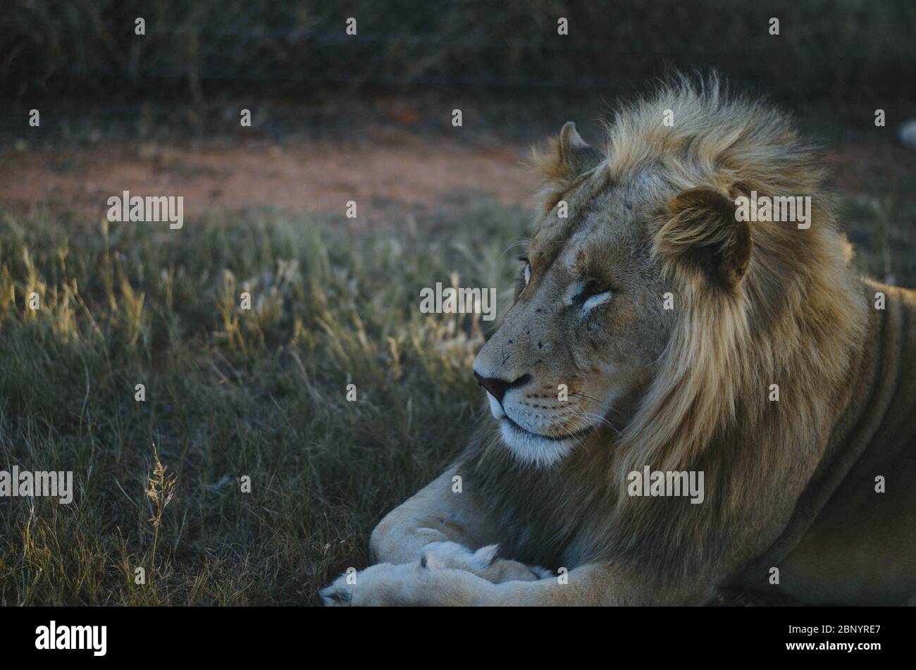 Un lion détendu qui s'éloigne de la caméra dans une savane de fond dans un parc de préservation à Johannesburg, en Afrique du Sud. Banque D'Images