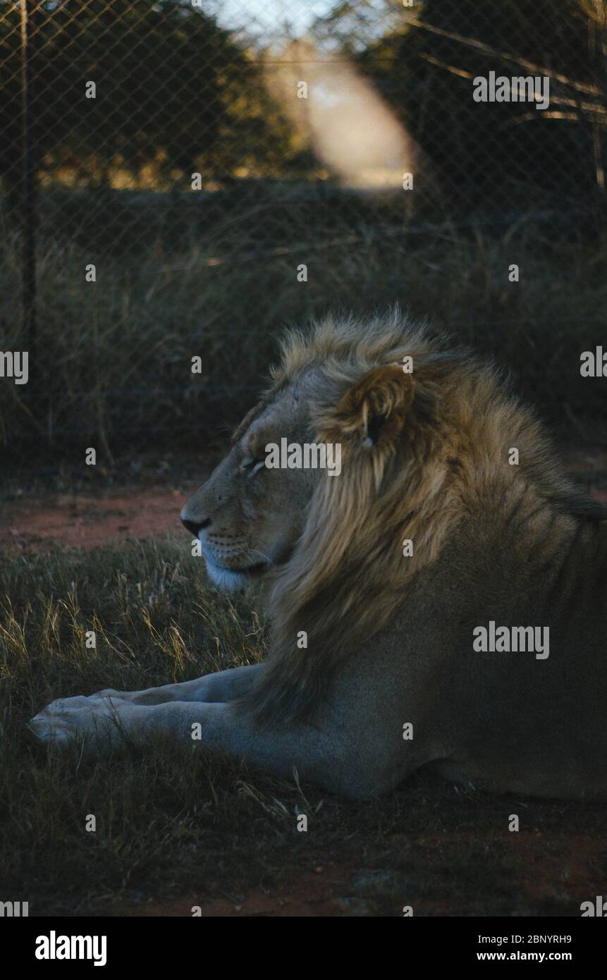 Un lion détendu qui s'éloigne de la caméra dans une savane de fond dans un parc de préservation à Johannesburg, en Afrique du Sud. Banque D'Images