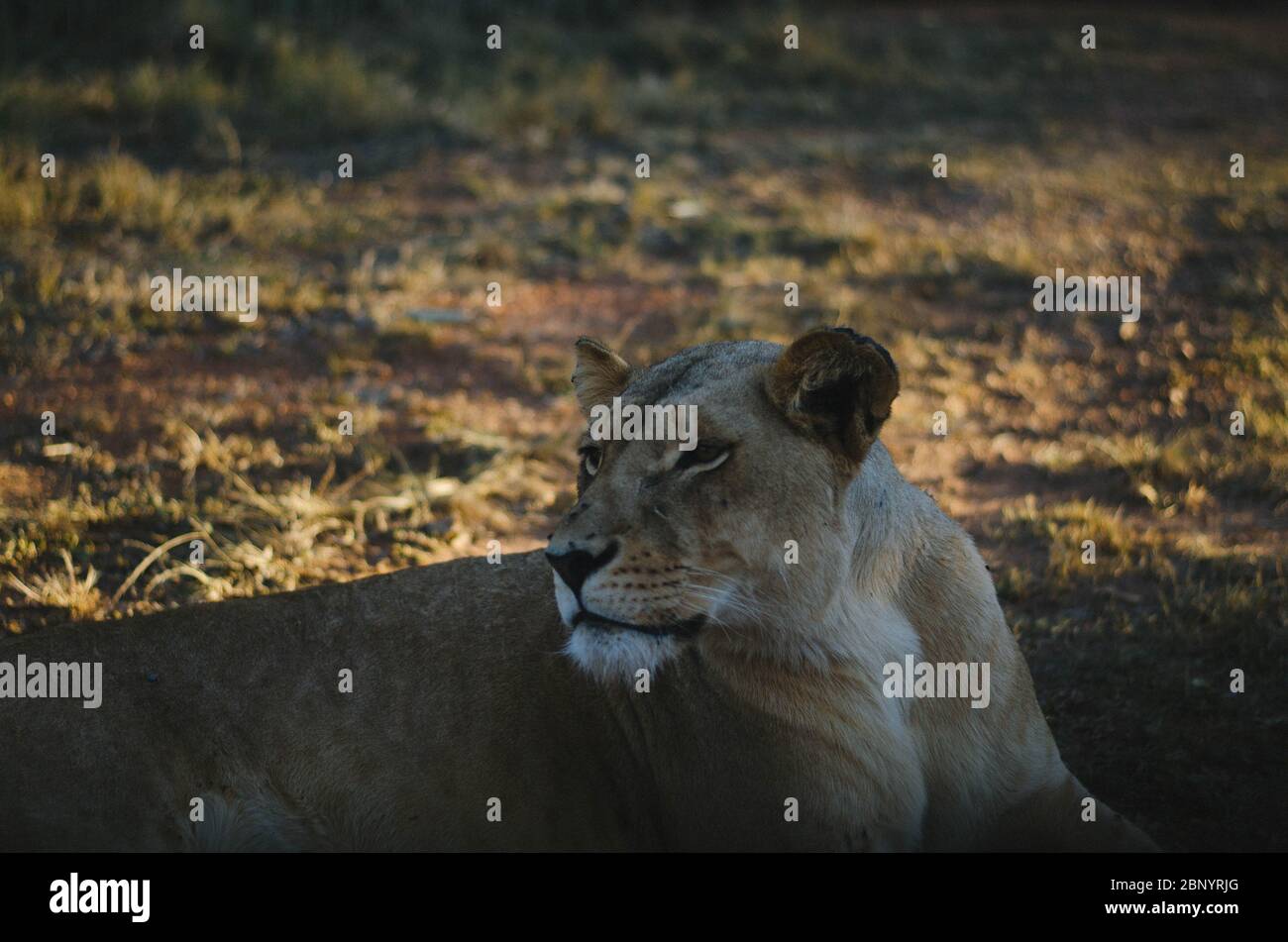 Une lionne qui regarde loin de la caméra dans un fond de savane dans un parc de préservation à Johannesburg, en Afrique du Sud. Banque D'Images