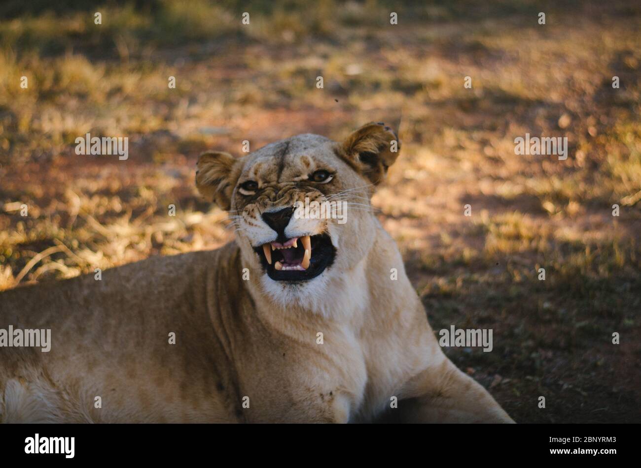 Une lionne donnant un visage drôle à la caméra dans un fond de savane dans un parc de préservation à Johannesburg, en Afrique du Sud. Banque D'Images