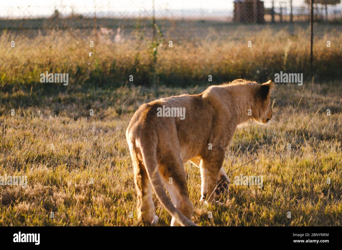 Un lion cub qui s'éloigne de la caméra avec une savane dans un centre de préservation de Johannesburg, en Afrique du Sud. Banque D'Images