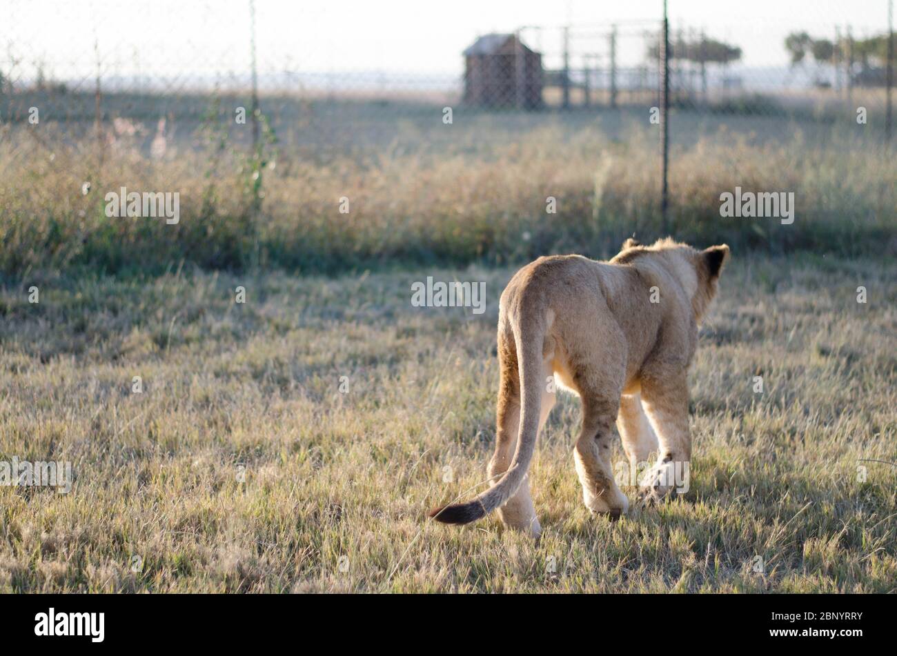 Un lion cub qui s'éloigne de la caméra avec une savane dans un centre de préservation de Johannesburg, en Afrique du Sud. Banque D'Images