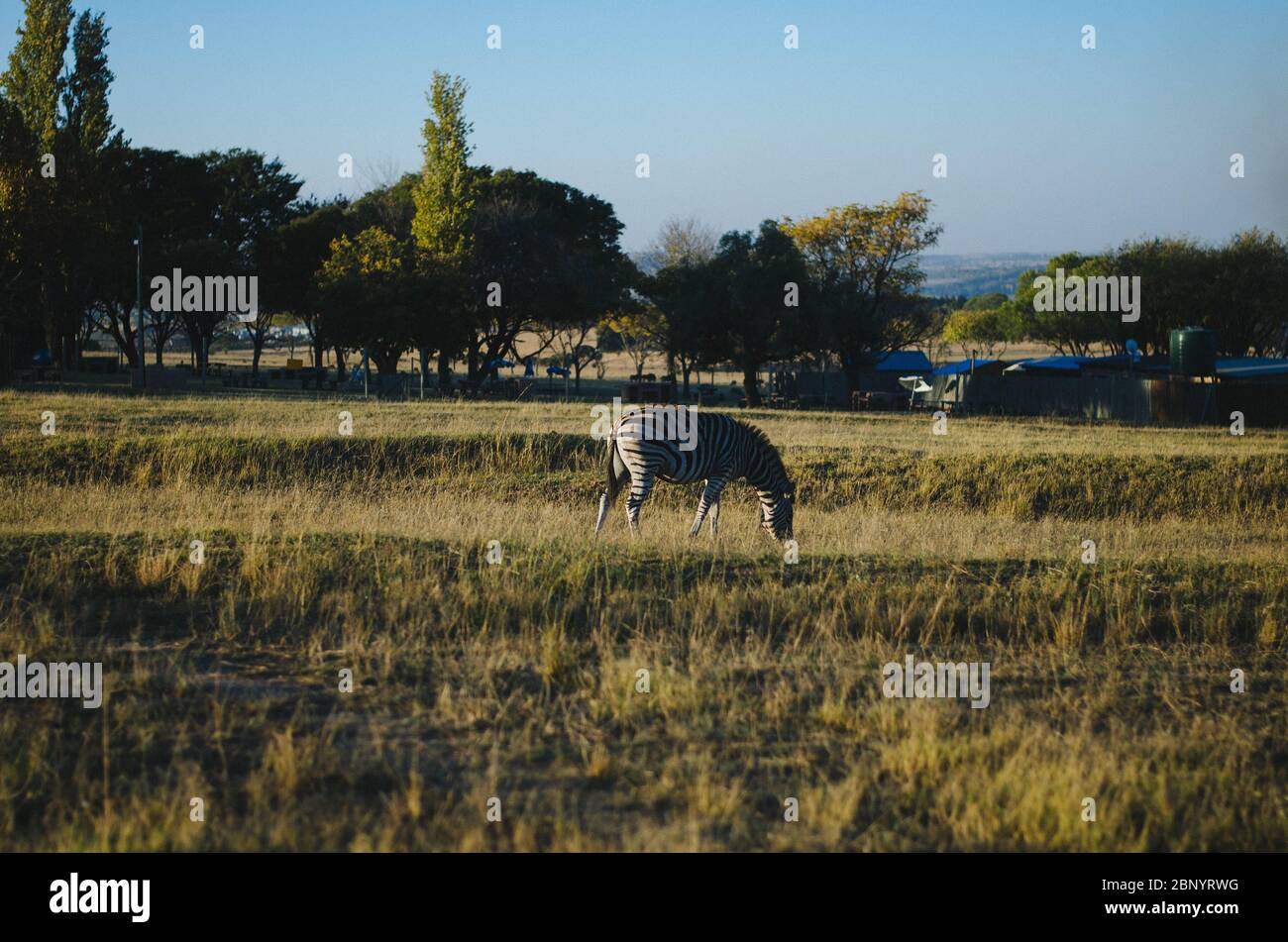 Vue latérale d'un zèbre unique à partir d'un pâturage de loin dans un centre de préservation avec un fond de savane. Banque D'Images