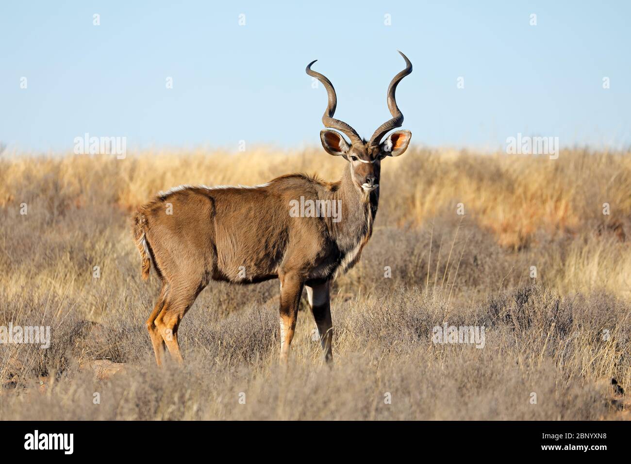 Antilope koudou mâle (Tragelaphus strepsiceros) dans l'habitat naturel, l'Afrique du Sud Banque D'Images