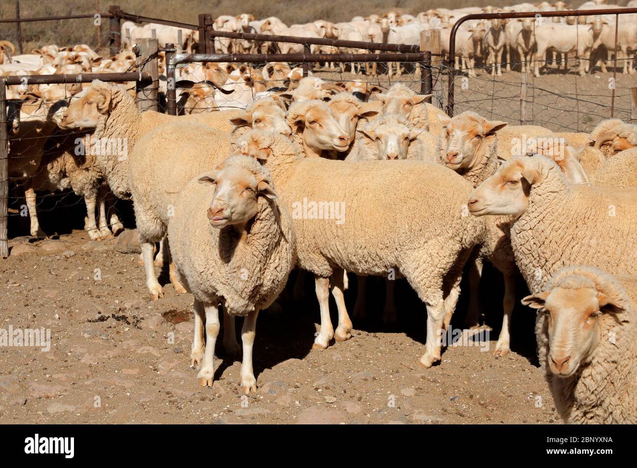 Moutons Merino dans un enclos dans une ferme rurale sud-africaine Banque D'Images