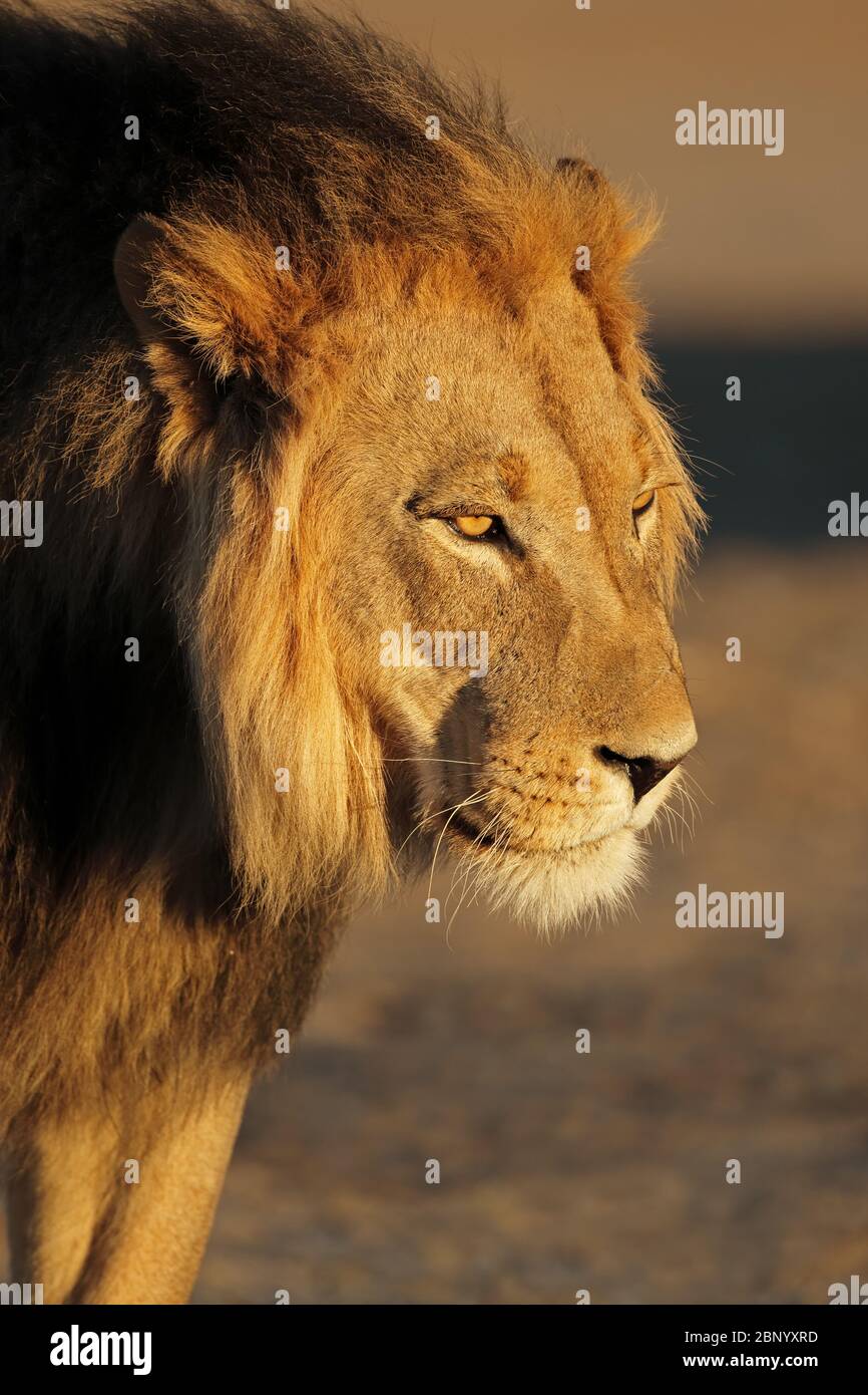 Portrait d'un grand lion africain masculin (Panthera leo) en fin d'après-midi, désert de Kalahari, Afrique du Sud Banque D'Images
