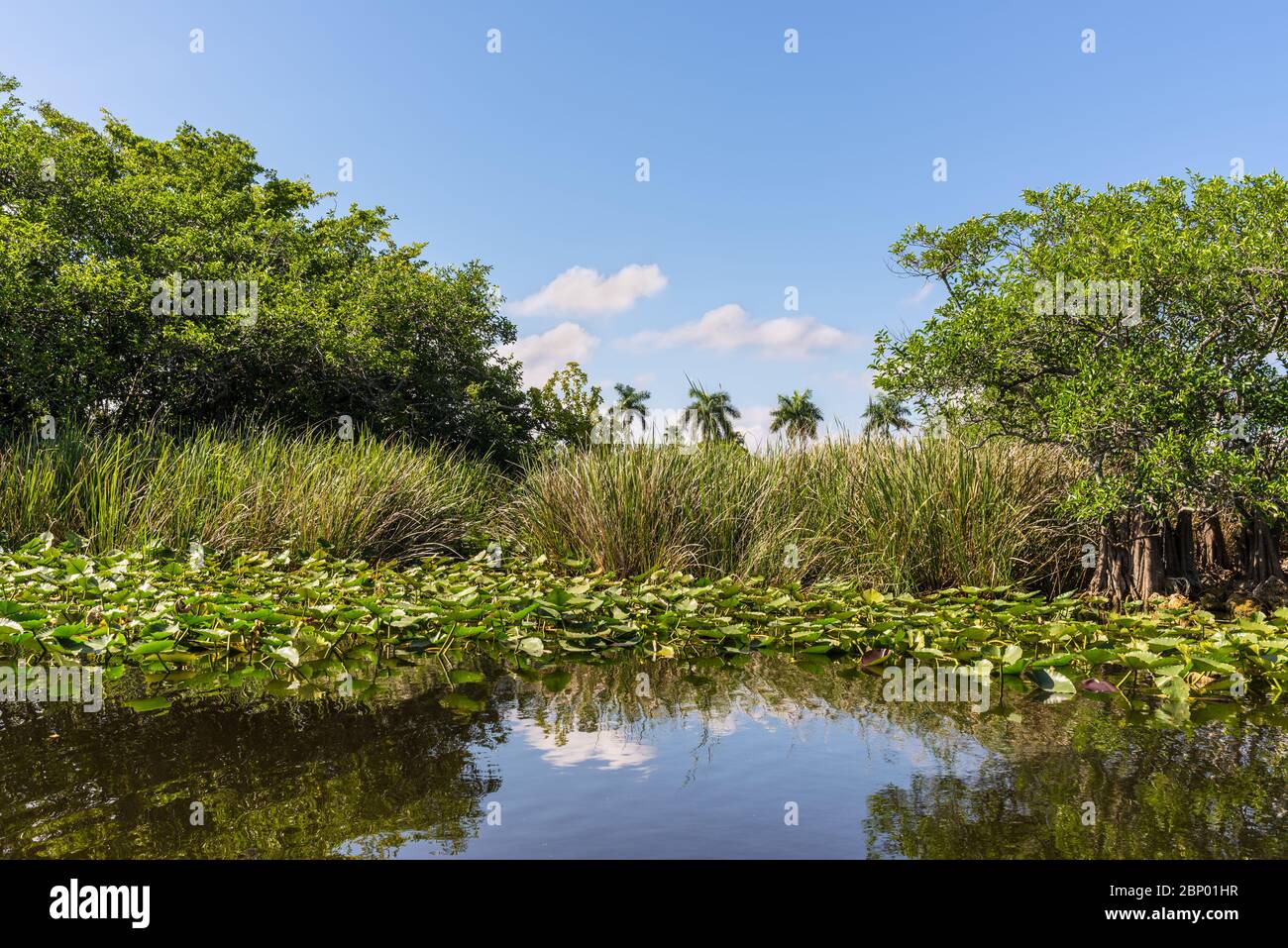 Zone humide de Floride, promenade en hydroglisseur au parc national des Everglades, aux États-Unis. Lieu populaire pour les touristes, la nature sauvage et les animaux. Lily Pads au premier plan. Banque D'Images