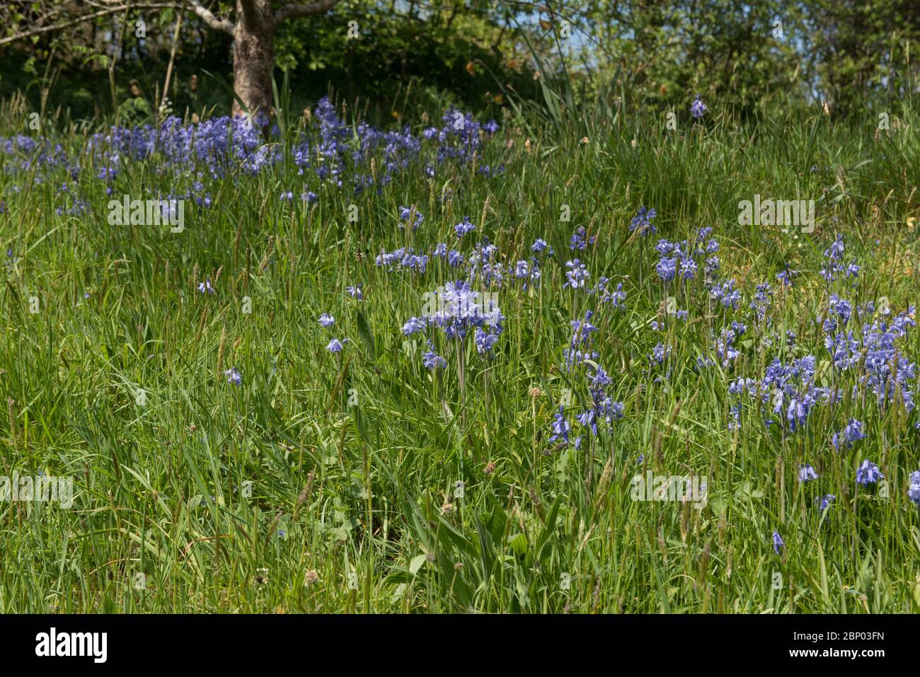 Grassy Bank Full of Spring Flossing English Bluebells Wild Flowers (jacinthoides non-scripta) dans le Devon rural, Angleterre, Royaume-Uni Banque D'Images