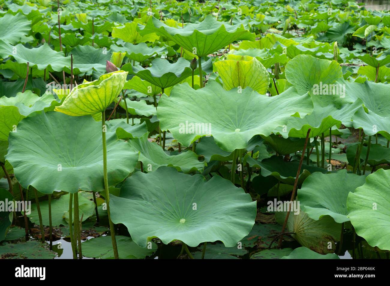lotus plante Lily pad plante aquatique feuilles feuillage aquatique plantes aquatiques couleur image culturelle jour décoratif numérique vert verdure habitat Hongcu Banque D'Images