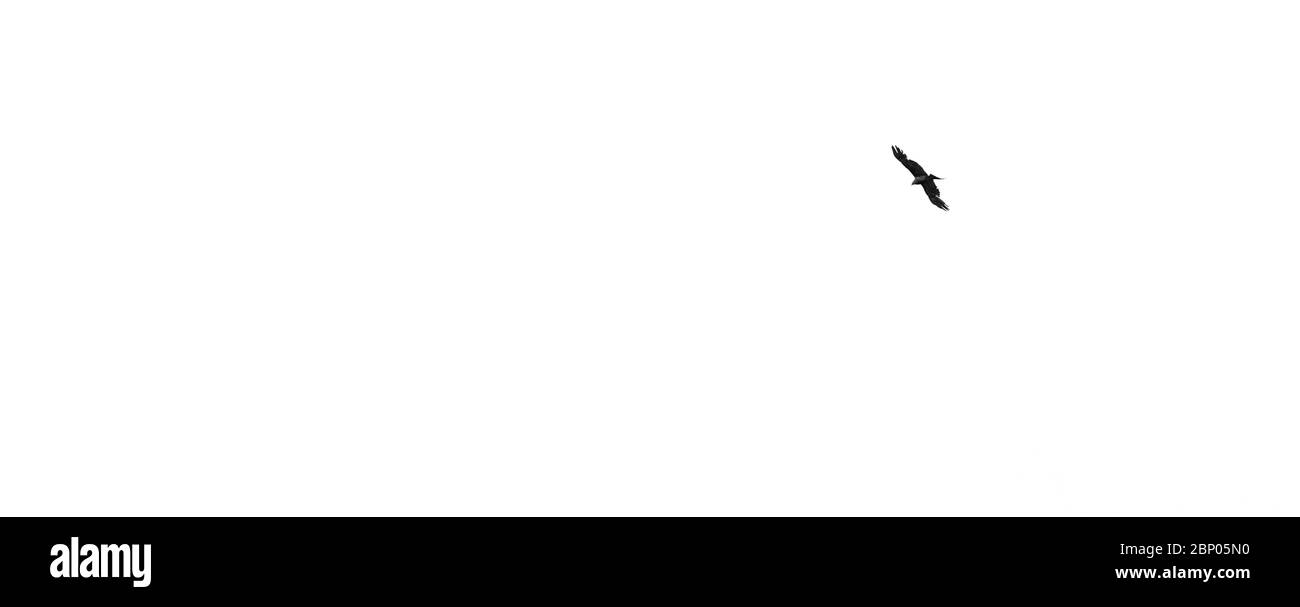 Aigle volant dans un ciel rectangulaire en noir et blanc Banque D'Images