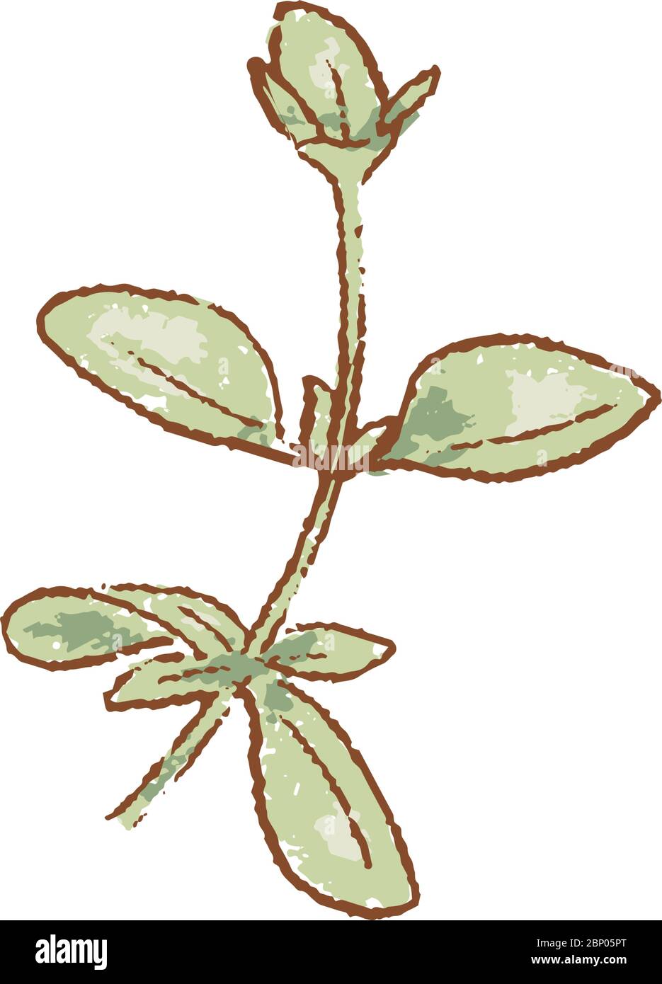 Bouquet de brindilles fraîches d'origan vert icône isolée. Spring Rareripes. hastings, marché agricole, illustration vectorielle. Dessin à la main Illustration de Vecteur