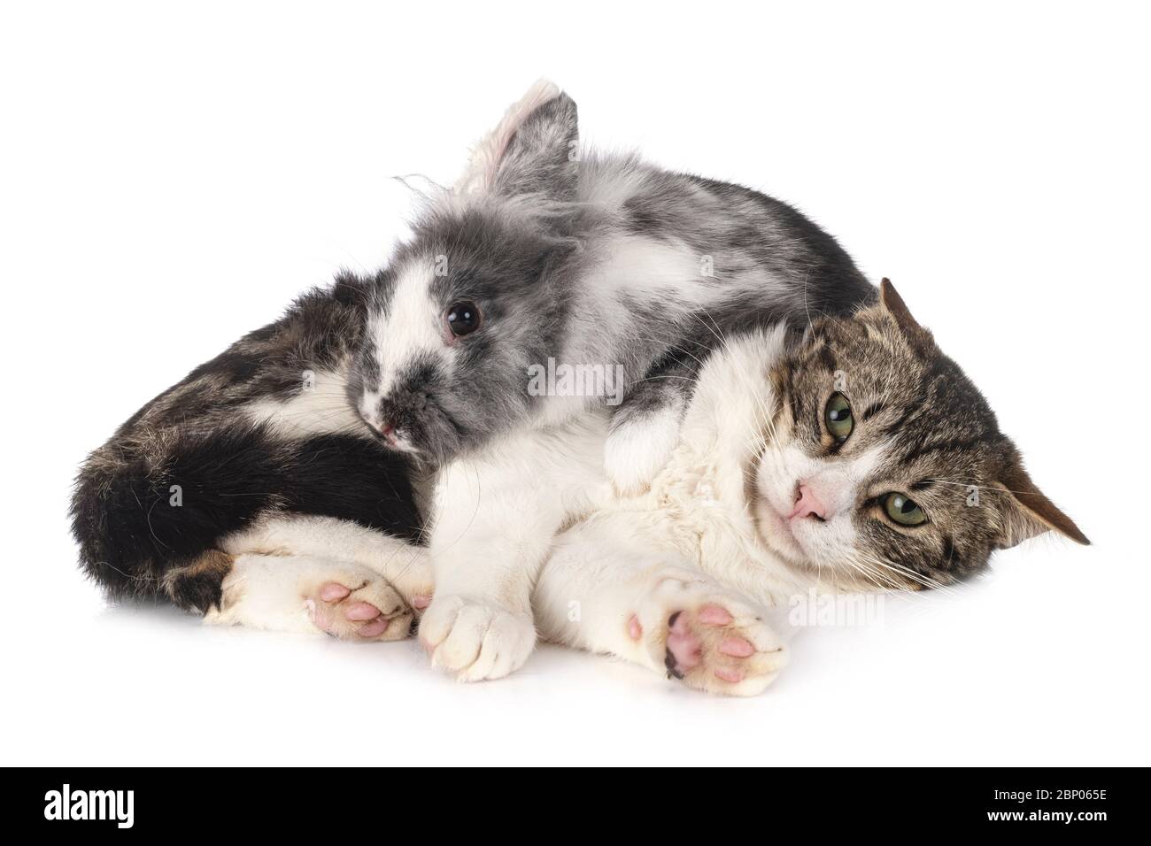 Lapin Nain Et Chat Devant Fond Blanc Photo Stock Alamy