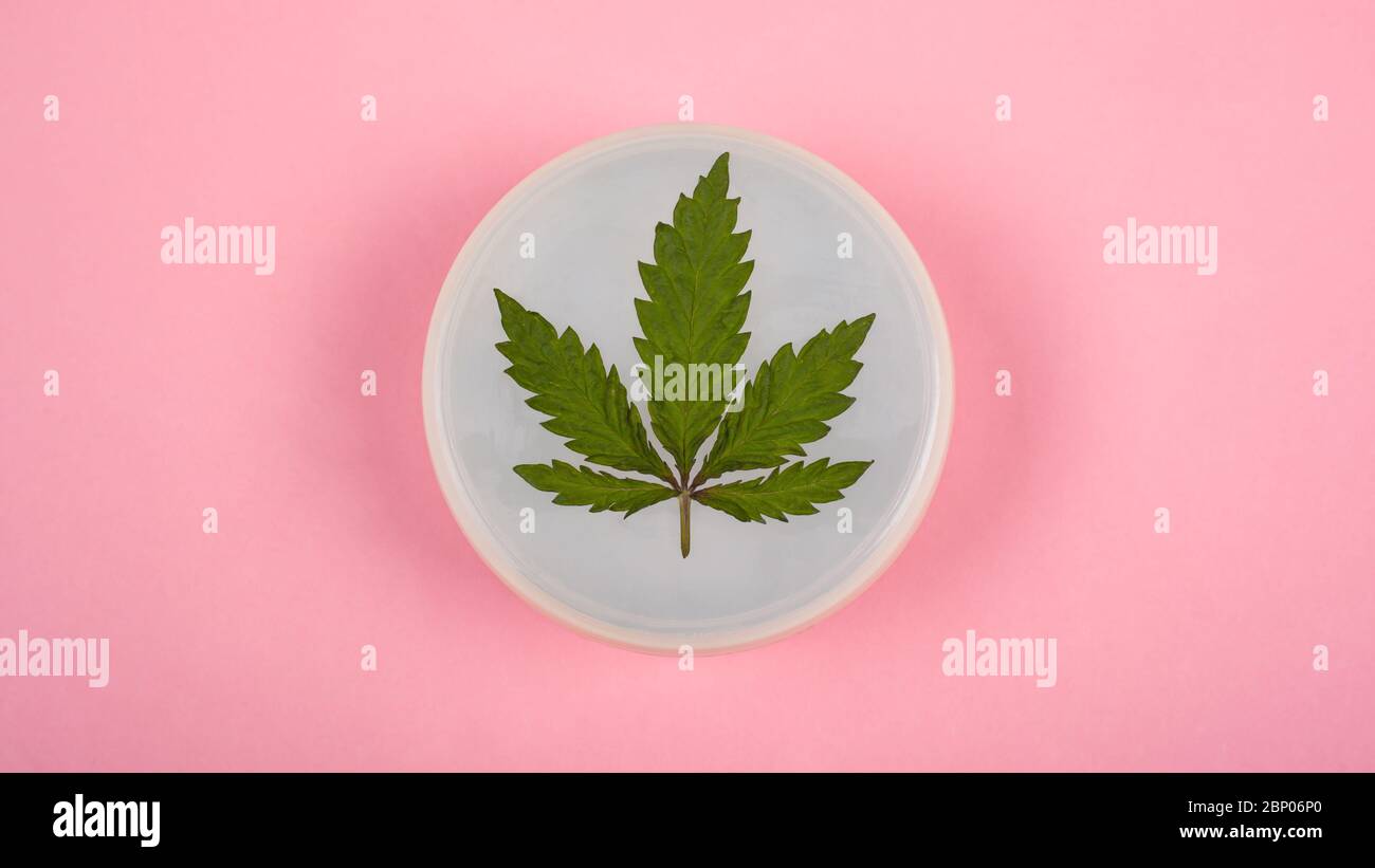 Crème hydratante pour le corps à partir d'une plante biologique de marijuana, soins de la peau, cosmétiques de cannabis, crème à l'huile pharmaceutique de chanvre CBD, crème blanche à la lea Banque D'Images