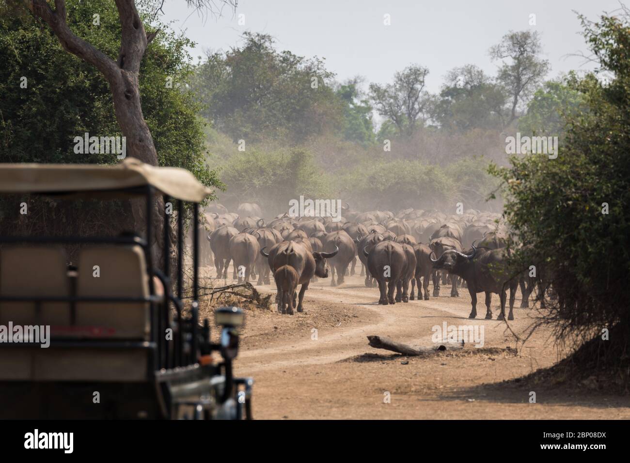 Safari en voiture qui attend un troupeau de buffles Banque D'Images
