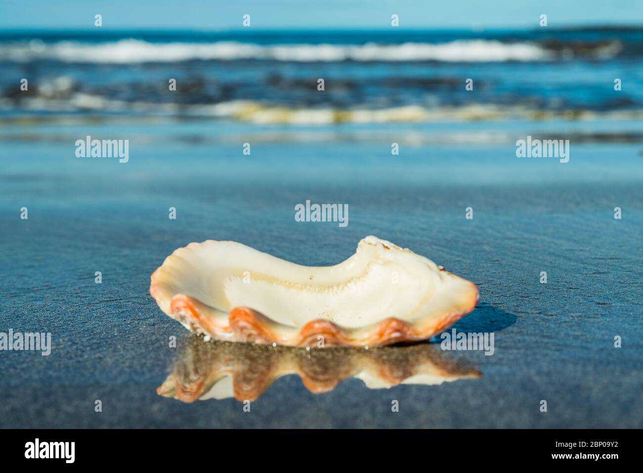 La magnifique coquille vide blanc perle repose sur le sable volcanique noir et se reflète sur sa surface miroir noire. Mer floue et agitée à l'arrière-plan. Banque D'Images