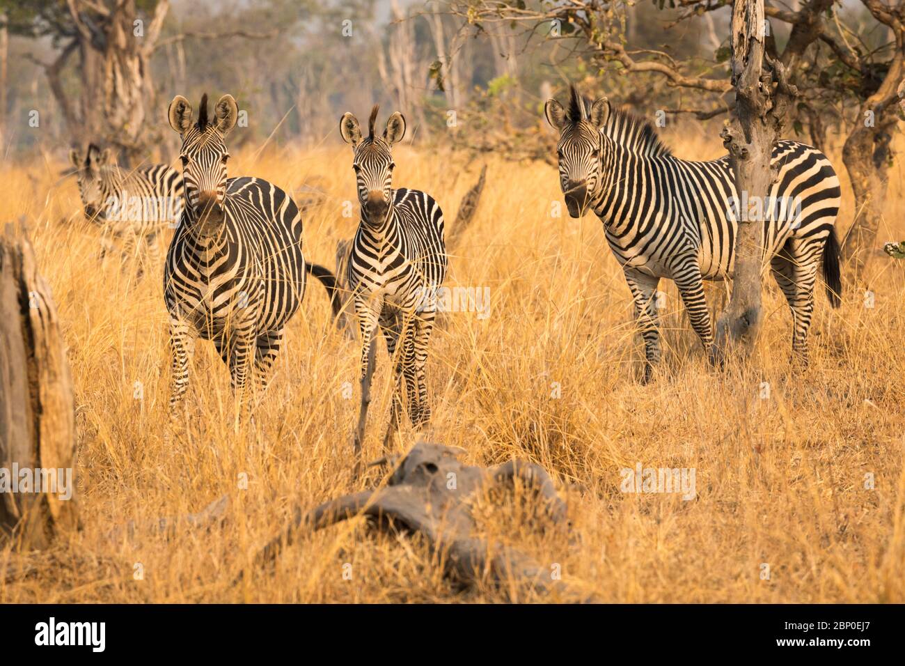 Crawshay's Zebra dans le parc national de Luangwa Sud, Zambie Banque D'Images