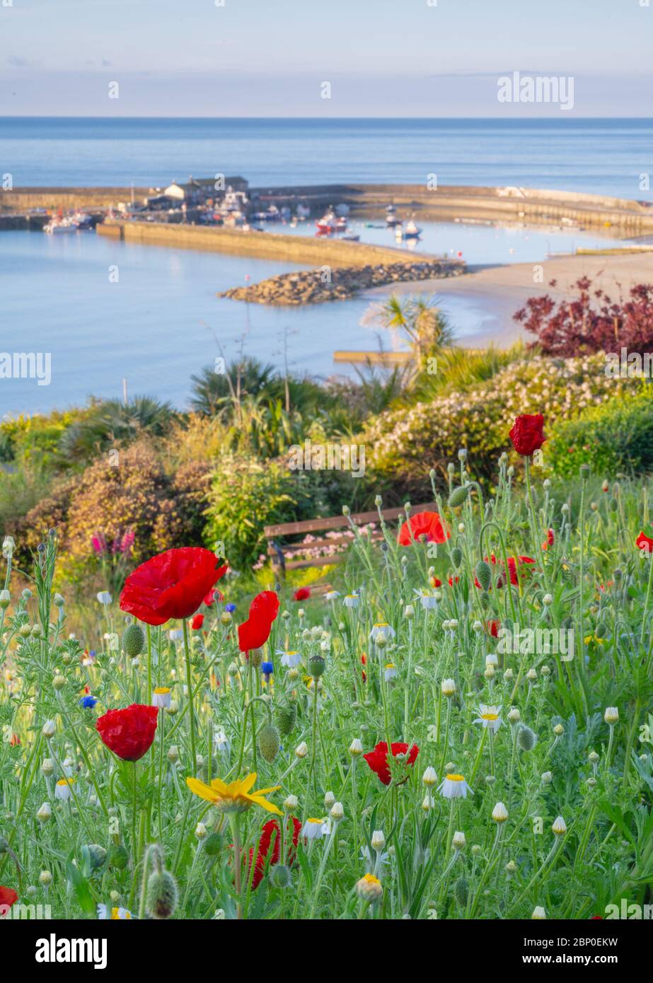 Lyme Regis, Dorset, Royaume-Uni. 17 mai 2020. Météo au Royaume-Uni: Soleil tôt le matin et fleurs de printemps à Lyme Regis. Vue sur le légendaire Cobb depuis les jardins de Langmoor. Crédit : Celia McMahon/Alay Live News Banque D'Images
