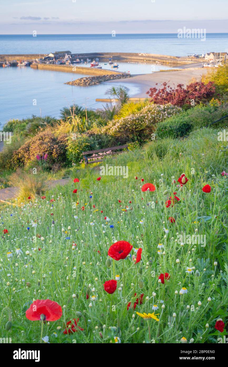 Lyme Regis, Dorset, Royaume-Uni. 17 mai 2020. Météo au Royaume-Uni: Soleil tôt le matin et fleurs de printemps à Lyme Regis. Vue sur le légendaire Cobb depuis les jardins de Langmoor. Crédit : Celia McMahon/Alay Live News Banque D'Images