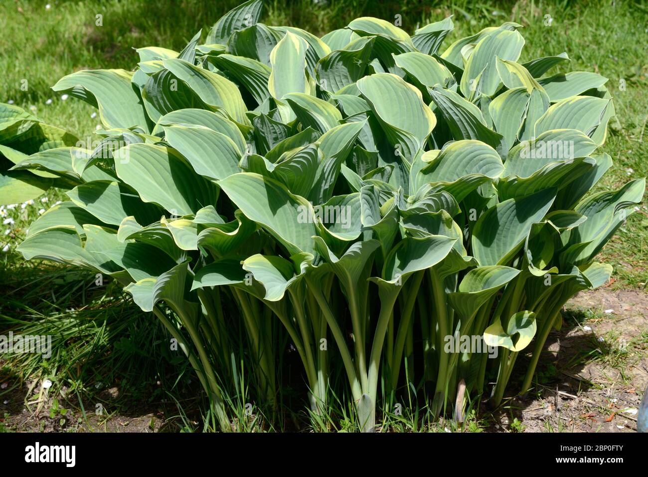 Feuilles Hosta résistantes aux limaces Plaintan Lily hardy vivace Banque D'Images