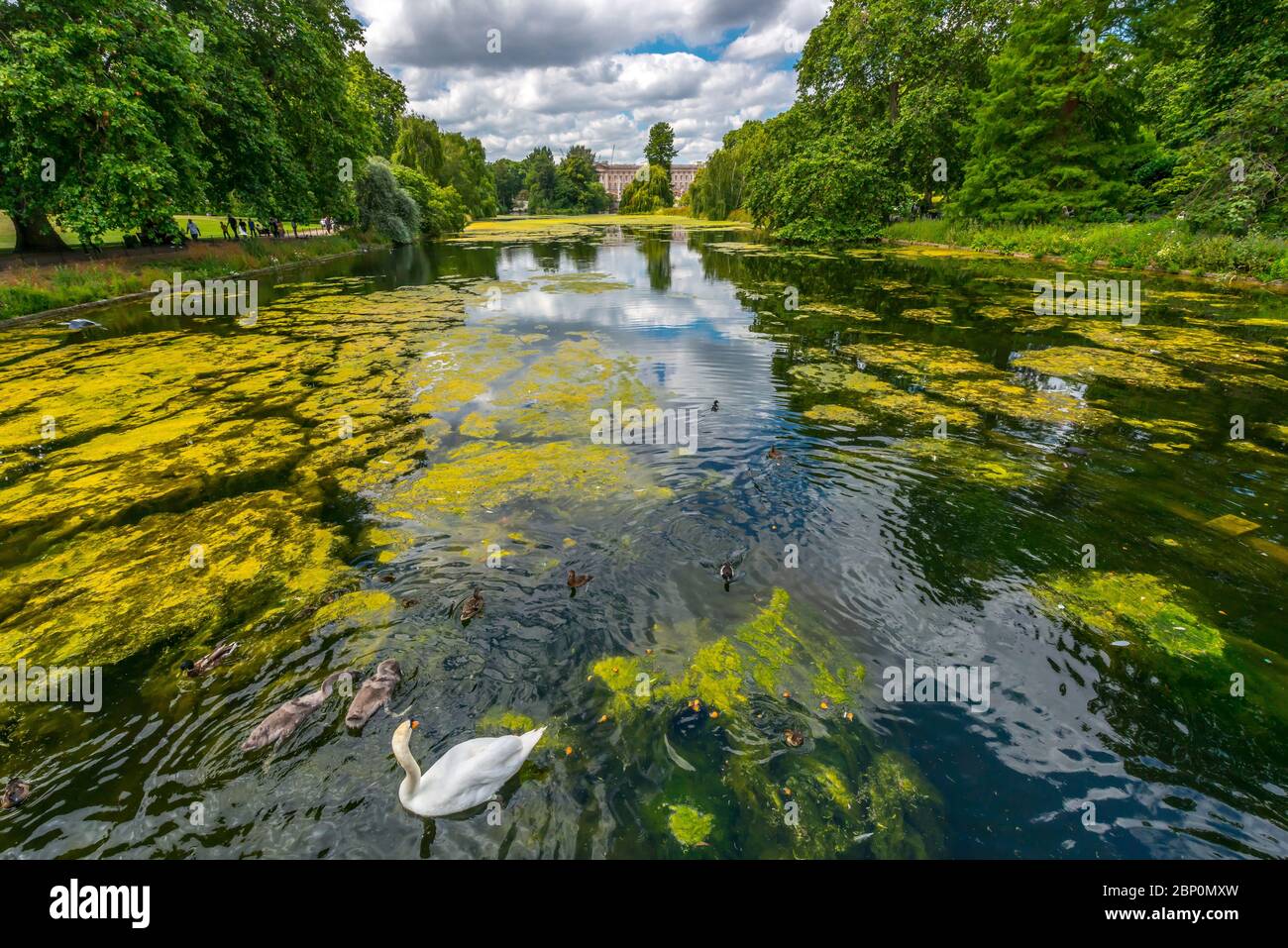 London-St. James Park, ein üppier grüner Stadtpark à Westminster mit viel von Exotischen Blumen Banque D'Images