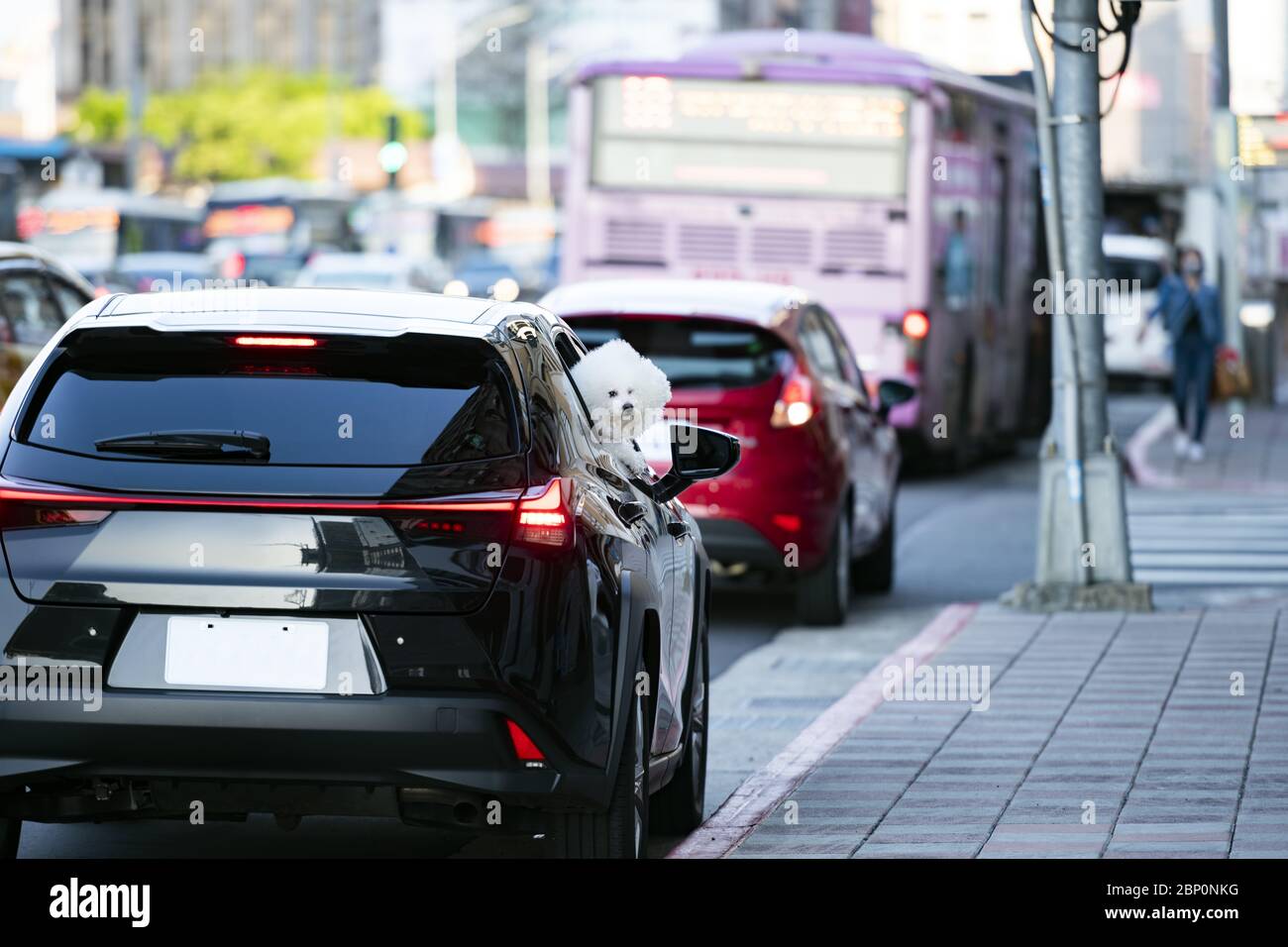 Un beau chien Bichon Frize est en vue d'une voiture par une fenêtre le long d'une rue à Taipei, Taiwan. Le Bichon Frize est une petite race de chien de type bichon Banque D'Images