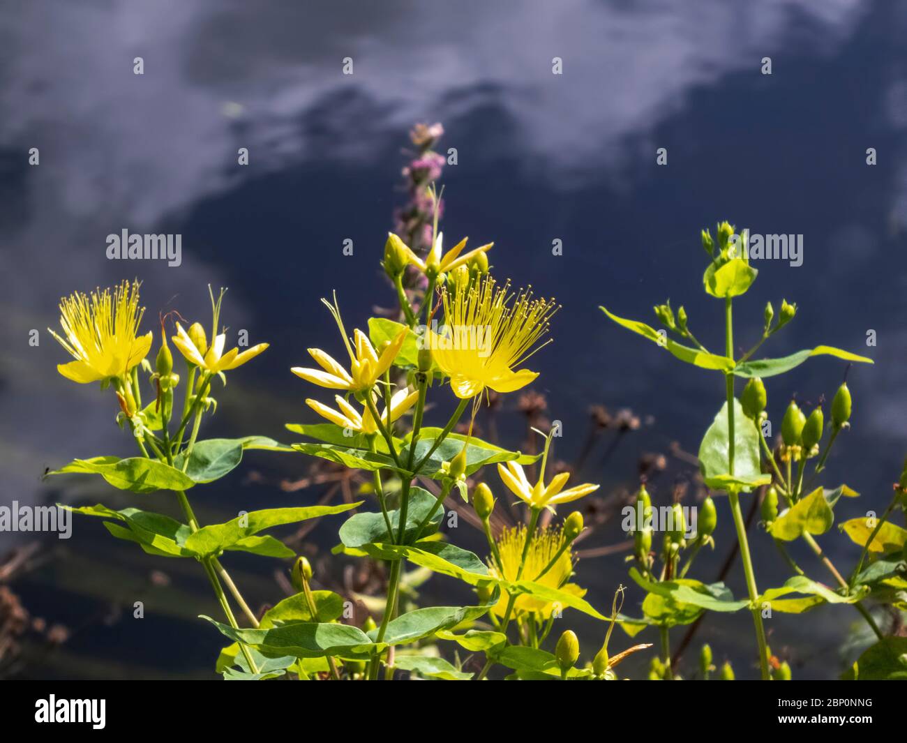 Fleurs jaunes de millepertuis qui poussent sur la rive de la rivière. Banque D'Images