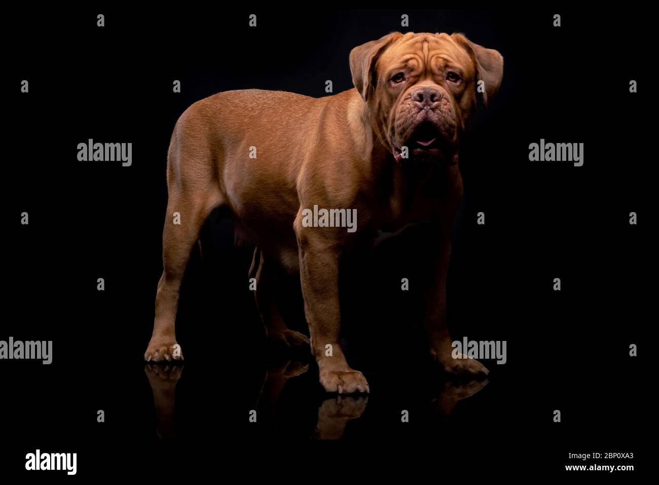 Le souverain français est également connu sous le nom de Bordeauxdog Banque D'Images