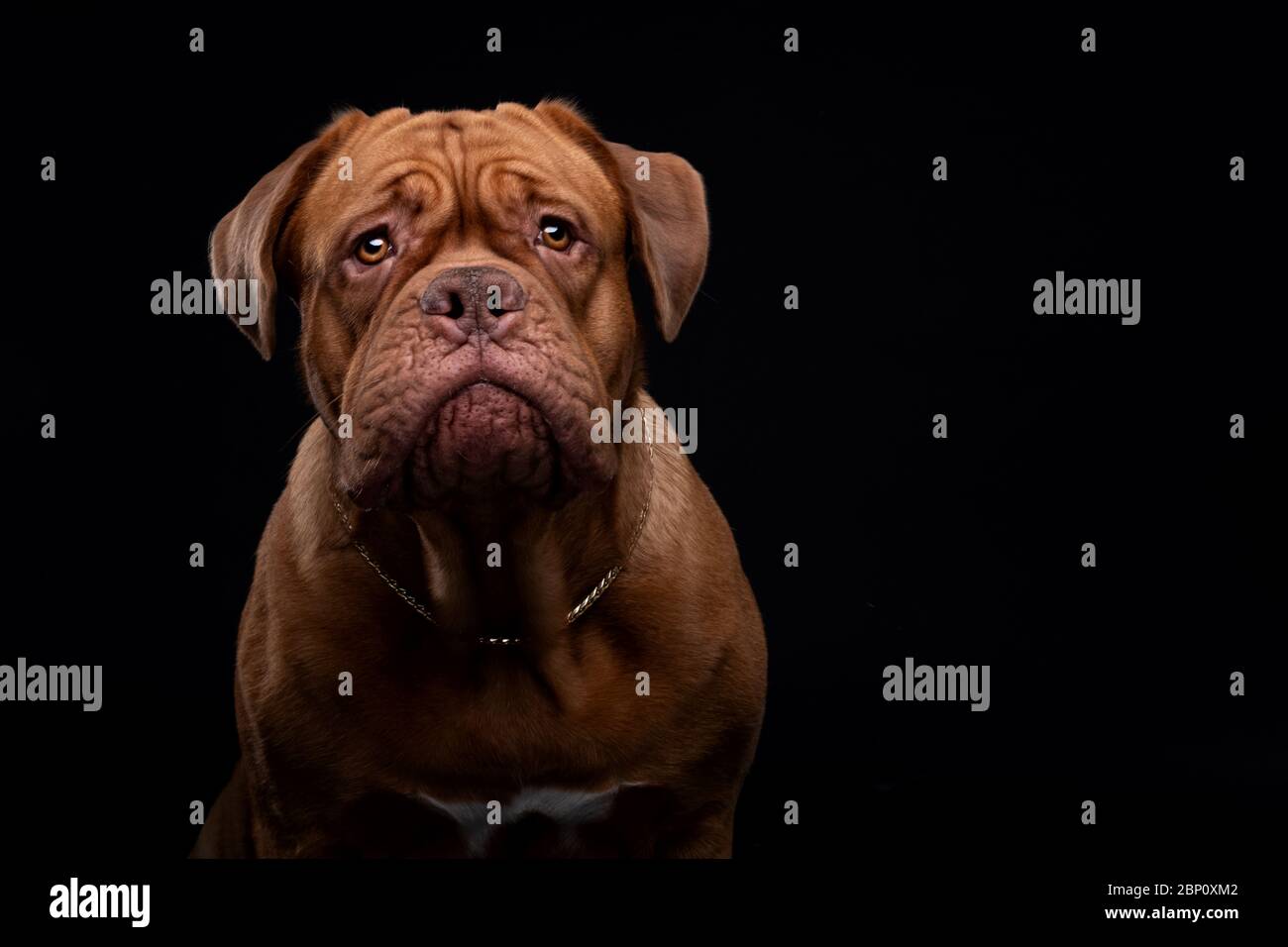 Le souverain français est également connu sous le nom de Bordeauxdog Banque D'Images