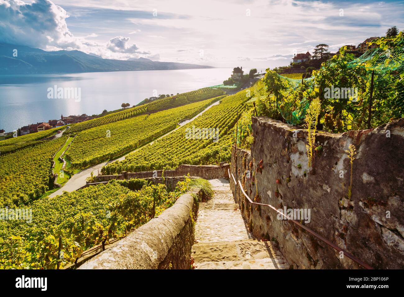 Lavaux Vineyard terrasses randonnée avec lac et paysage de montagne, Canton Vaud, Suisse Banque D'Images