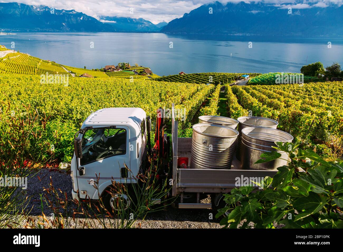 Lavaux, Suisse: Fûts de fruits mûrs placés sur une voiture pendant la récolte du raisin. Vue de la vigne tarraces de Lavaux dans le canton de Vaud Banque D'Images