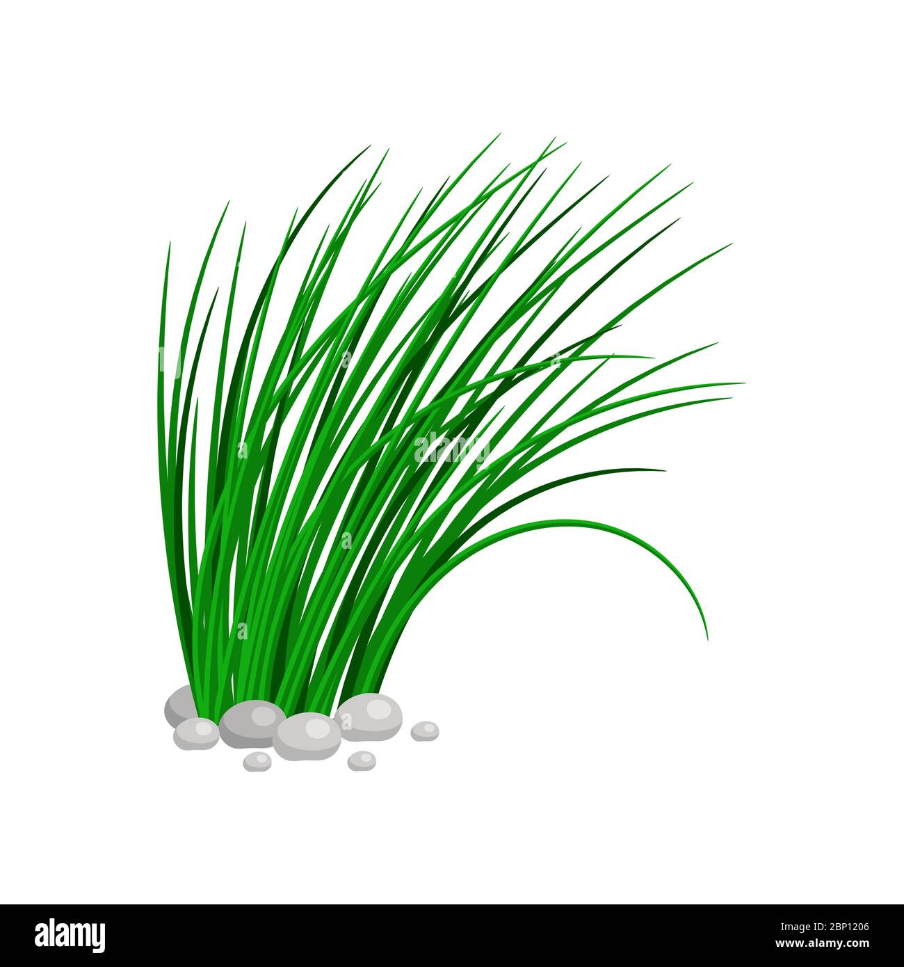 Douille de grande herbe verte isolée sur fond blanc. Illustration vectorielle Illustration de Vecteur