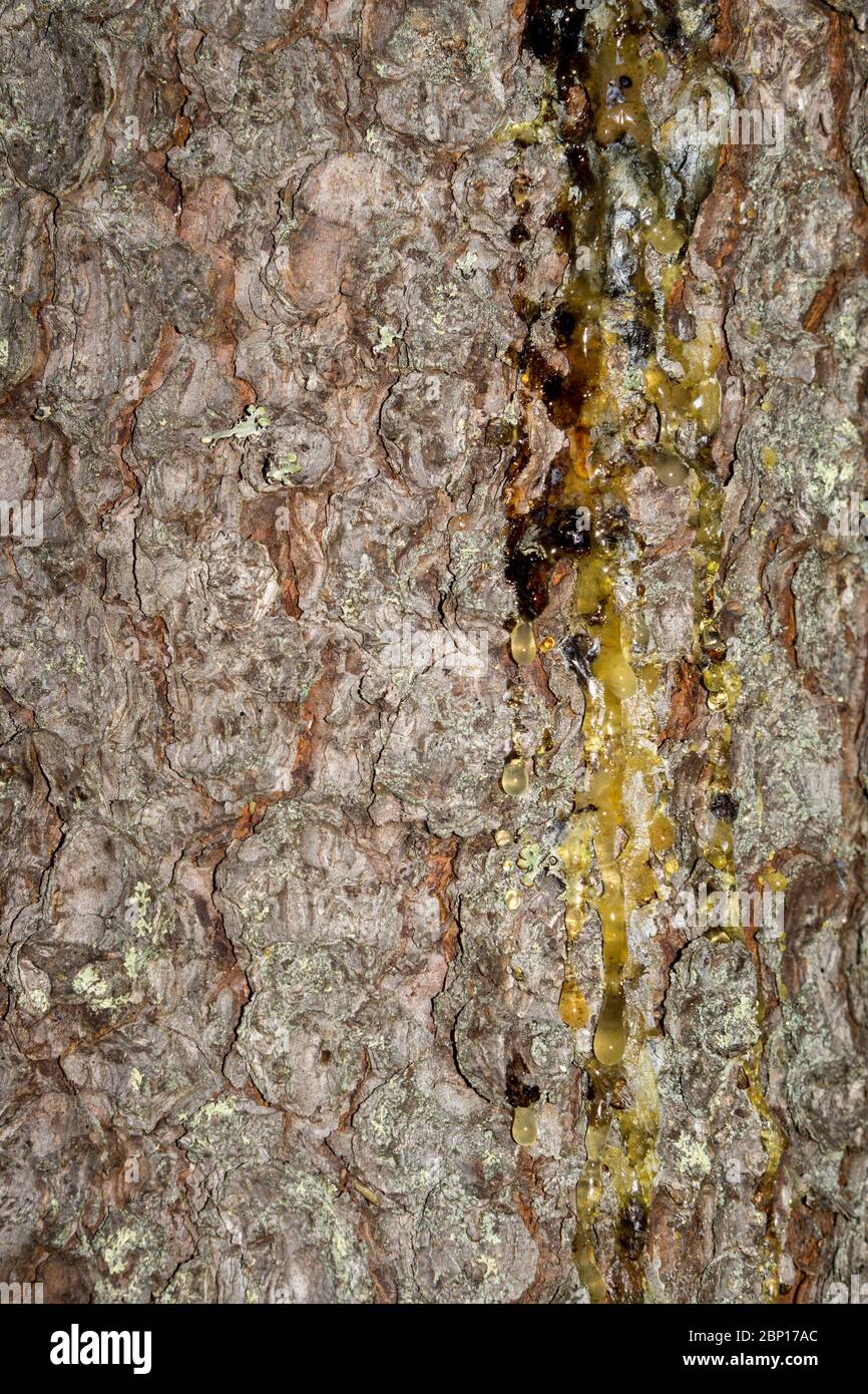 Gros plan de résine sur le tronc de l'épinette ( Picea Abies ) , Finlande Banque D'Images