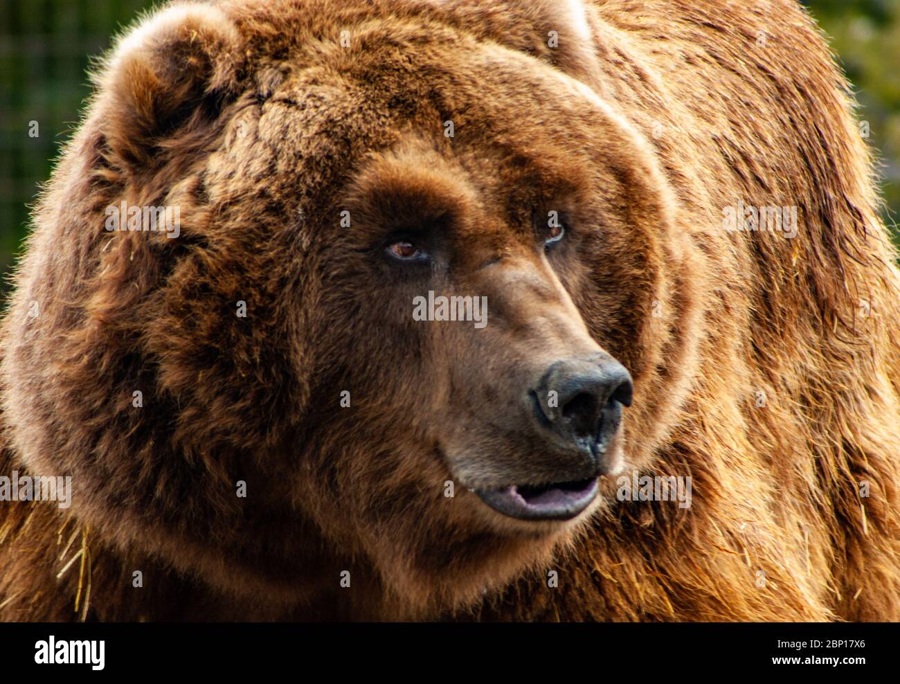 Ours brun grizzli en ayant un regard autour Banque D'Images