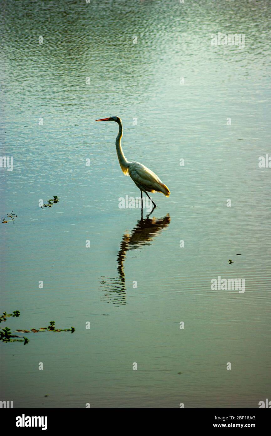 Stork réfléchissant sur les eaux de Calm Banque D'Images