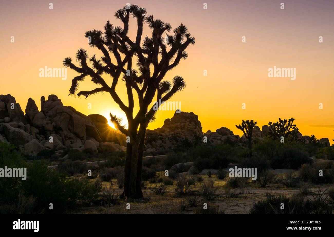 Joshua Tree National Park au coucher du soleil,California,USA. Banque D'Images