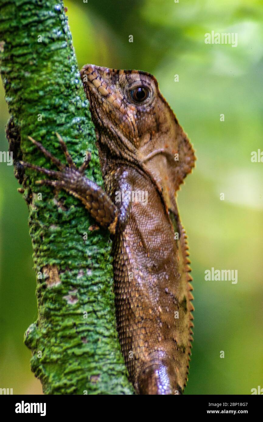 Lézard embrayé sur une branche Banque D'Images