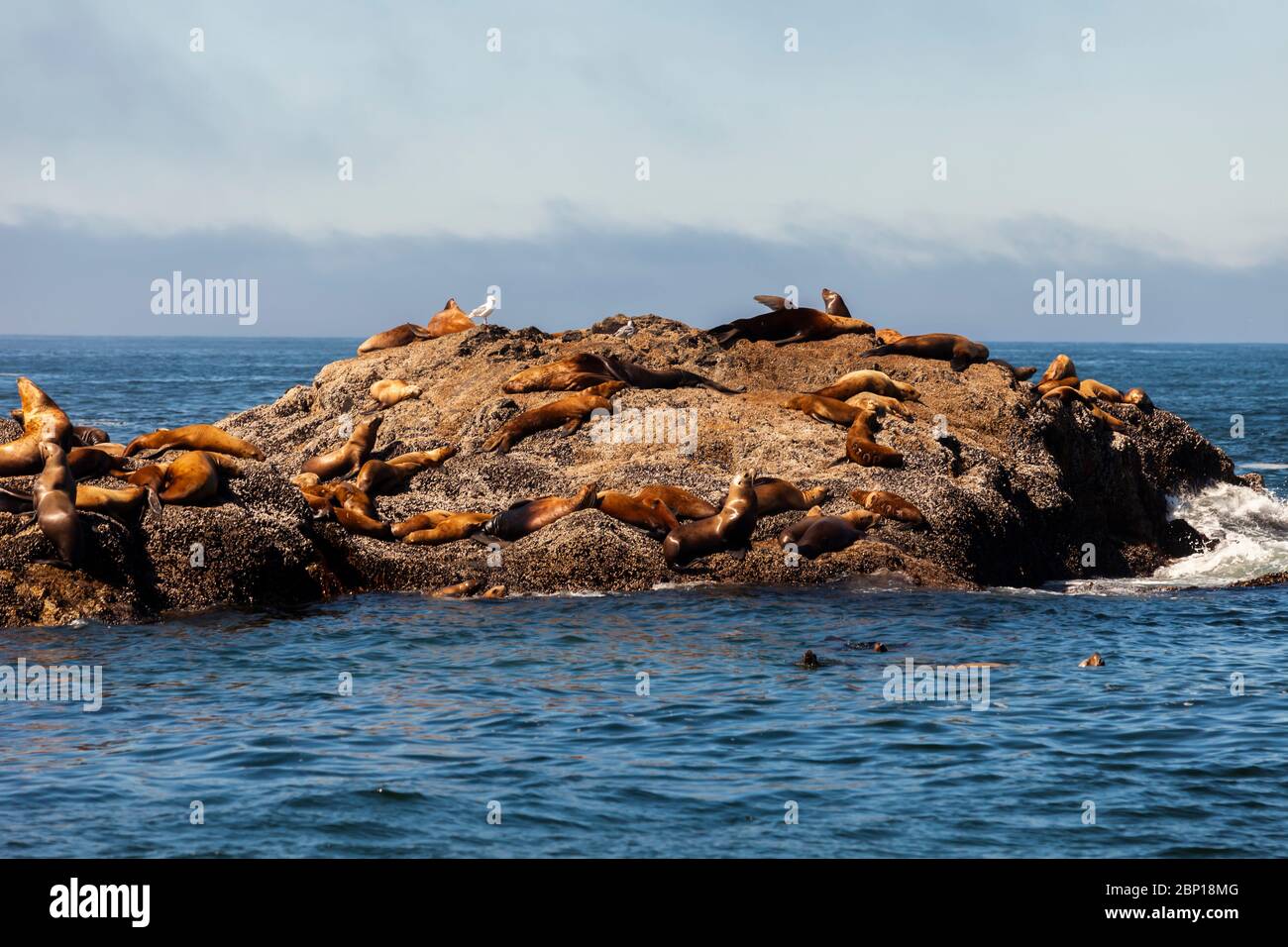 Colonie de lions de mer sur un îlot rocheux au large d’Ucluelet, deux animaux nageant au premier plan alors qu’une vague se brise contre la roche. Colombie-Britannique, Canada Banque D'Images