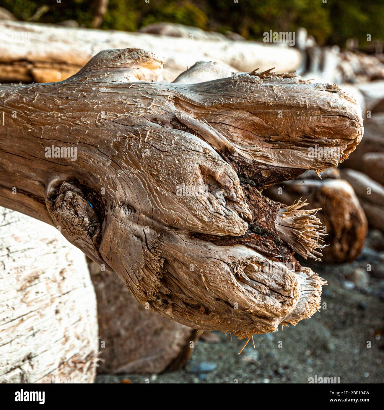 Driftwood à Mussle Beach, Colombie-Britannique, Canada Banque D'Images