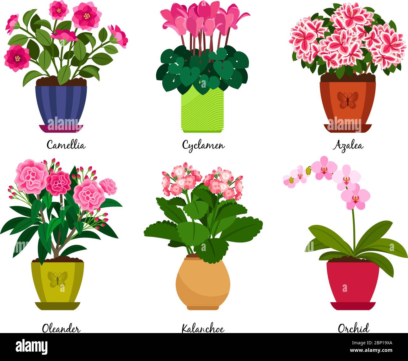 Pots de fleurs et fleurs de la maison en pots. Illustration de Camellia et cyclamen, azalea et oléander, kalanchoe et vecteur d'orchidées Illustration de Vecteur