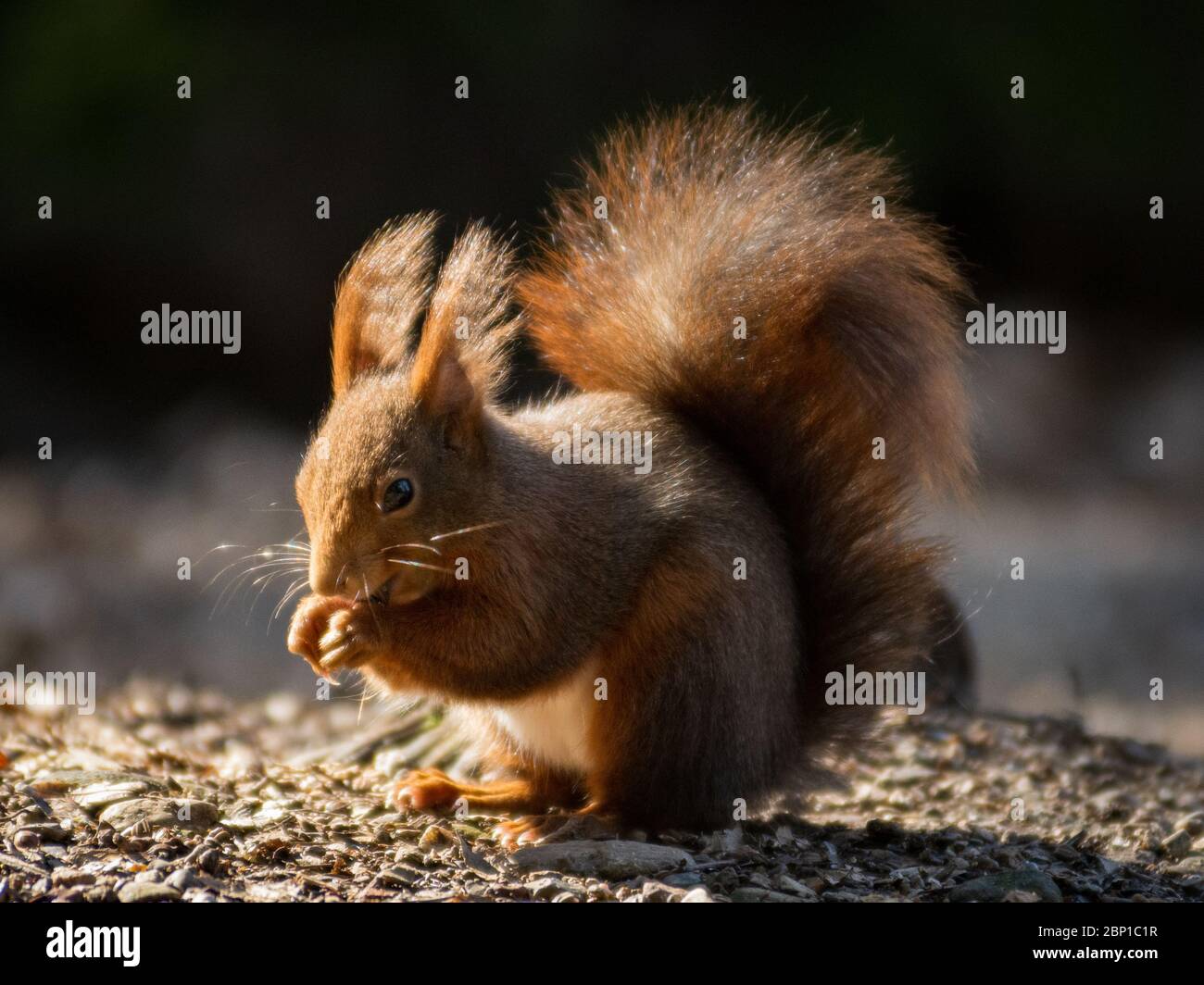 Écureuil rouge européen avec une queue épaisse qui se croupe au sol Banque D'Images