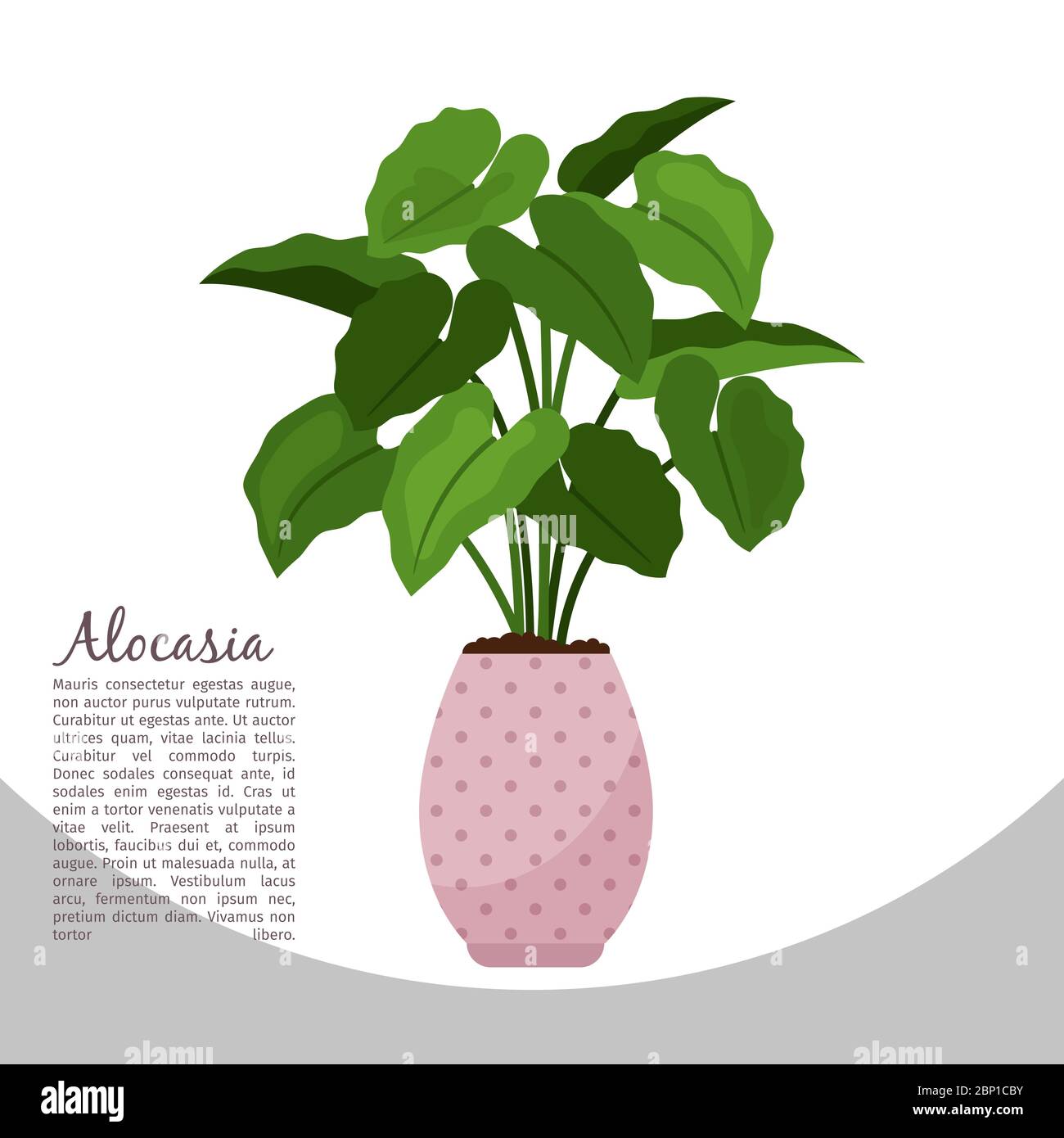 Plante intérieure Alocasia dans le modèle de bannière pot, illustration vectorielle Illustration de Vecteur